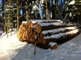 Schweizer Rohholztagung: Handlungsbedarf aufgrund mangelnder Fitness im Schweizer Wald