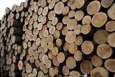 Task Force Wald + Holz + Energie: Ruft zu stärkerer Nutzung des Schweizer Waldes auf